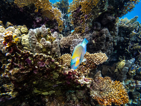 Parrotfish eating corals,underwater scene with exotic fishes and coral reef of the Red Sea