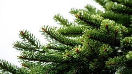 A detailed view of a pine tree. This image can be used to showcase the beauty and intricate details of nature