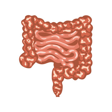 Anatomy of human intestine flat vector design on white background