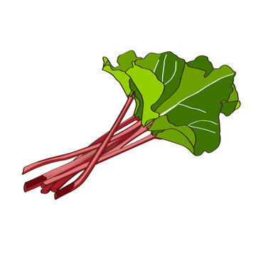 Feuille de rhubarbe