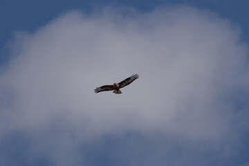sky, flying, airplane, fly, bird, flight, clouds, plane, air, aircraft, jet, seagull, cloud, travel, transportation, birds, wings, blue, aeroplane, nature, wing, gull, helicopter, freedom, eagle