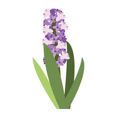 Vector purple hyacinth flowers with leaves isolated on white. Cartoon first spring flowers in line used for magazine, poster, web pages. 8 March. Women`s day.