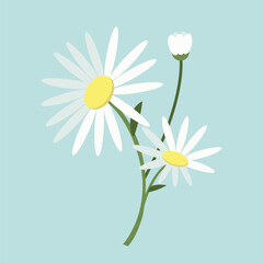 Vector white chamomile flowers with leaves. Cartoon first spring flowers in line used for magazine, poster, web pages. 8 March. Women`s day.
