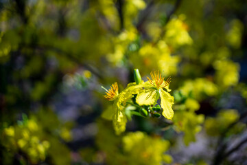 Ochna thomasiana,Single Ochna integerrima blossom,Yellow Ochna,Ochna integerrima was domesticated by Vietnamese immigrants from wild plants when they colonized the South of the country