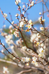 大倉山公園梅林　白梅