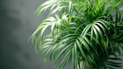 A detailed view of a plant featuring vibrant green leaves. Perfect for botanical illustrations or nature-themed designs