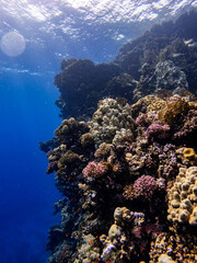 Underwater scene with exotic fishes and coral reef of the Red Sea
