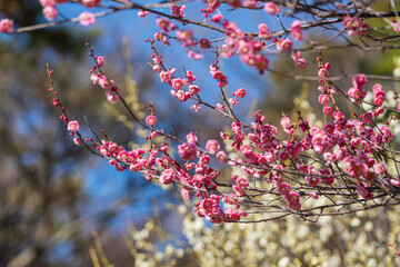 大倉山公園梅林　紅梅