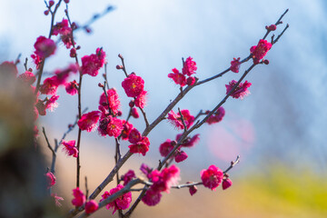 大倉山公園梅林　鹿児島紅