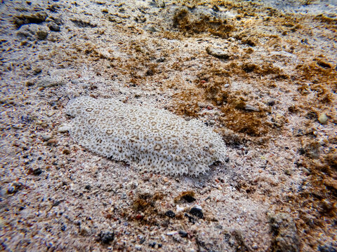 Red Sea Moses sole on sand in the red sea