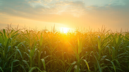 Sun Setting Over Corn Field
