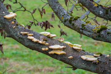 Parasitic mushrooms on the thick branches of tree