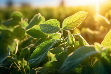 Obraz premium Close up of Soy in field.