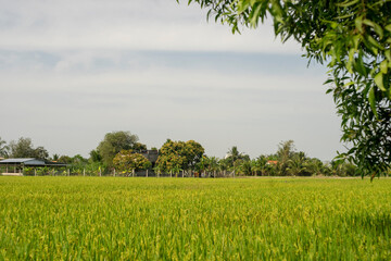 mu cang chai in viet nam. Scenic view of agricultural field against sky during sunset. The beauty of the morning in the rice fields on a sunny morning. Scenic view of agricultural field against sky