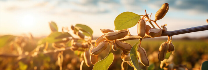Close up of Soy in field.