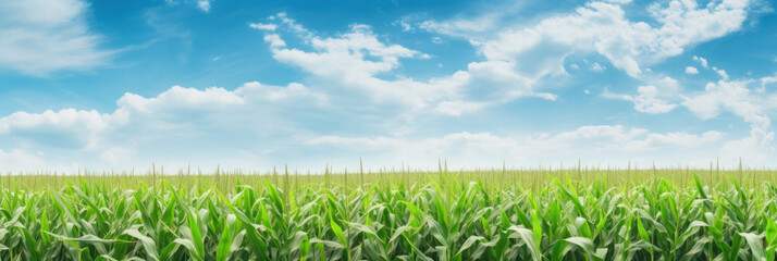 Corn field with blue sky and clouds. - obrazy, fototapety, plakaty