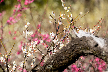大倉山公園梅林　紅梅