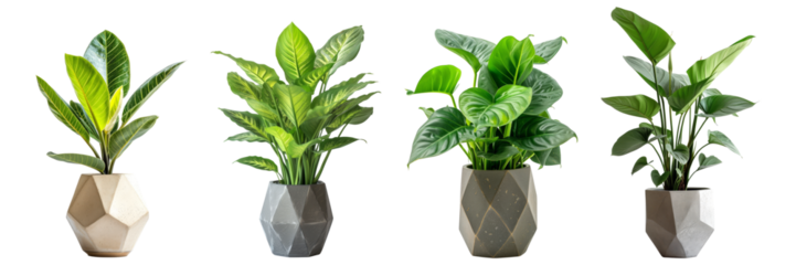 Beautiful large house plants in a modern geometric vase or pot isolated on a transparent background 