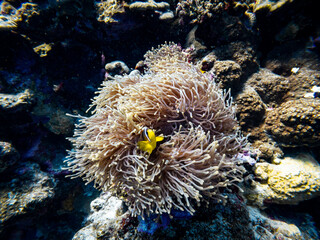 Fototapeta na wymiar Underwater scene with orange clownfish (Amphiprion percula) in coral reef of the Red Sea 