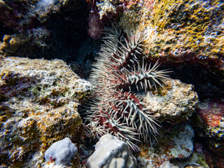 Fototapeta na wymiar Underwater scene with crown-of-thorns starfish exotic fishes and coral reef of the Red Sea