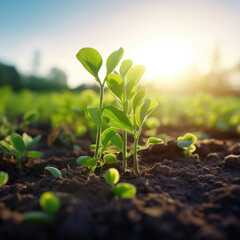 Growing soy, Young soy in field.