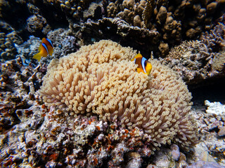 Underwater scene with orange clownfish (Amphiprion percula) in coral reef of the Red Sea
