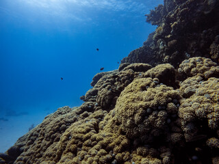 Underwater scene with exotic fishes and coral reef of the Red Sea
