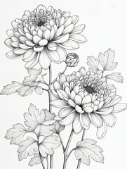Black and white style line style chrysanthemums flowers