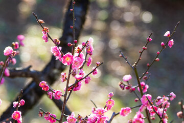 大倉山公園梅林　紅梅