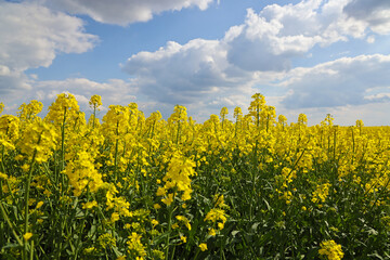 Beautifully yellow oilseed rape flowers in the field, countryside landscape rural scene, close-up springtime sunny day