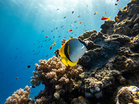 Underwater scene with Chaetodon lineolatus, Lined Butterflyfish, exotic fishes and coral reef of the Red Sea