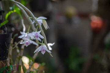 .Close-up of rhynchostylis gigantea flowers blooming outdoors,Beautiful White Rhynchostylis...