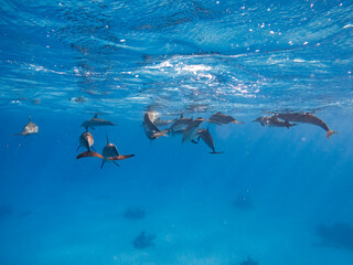 Obraz premium Snorkeling with dolphins, Dolphin House - Sha'ab Samadai Reef, red sea