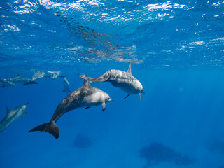 Snorkeling with dolphins, Dolphin House - Sha'ab Samadai Reef, red sea © Peter