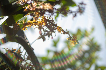 .Close-up of rhynchostylis gigantea flowers blooming outdoors,Beautiful White Rhynchostylis Gigantea Orchid