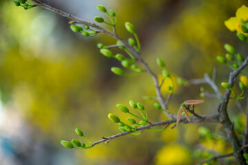 Ochna thomasiana,Single Ochna integerrima blossom,Yellow Ochna,Ochna integerrima was domesticated by Vietnamese immigrants from wild plants when they colonized the South of the country
