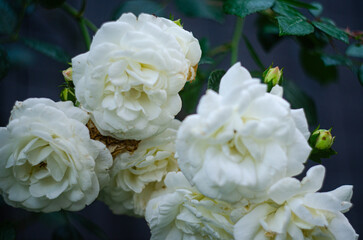 A decorative climbing white rose in beautiful bloom