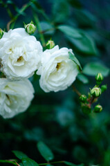 A decorative climbing white rose in beautiful bloom