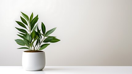 Green houseplant in a white pot on a white table against a white wall - obrazy, fototapety, plakaty