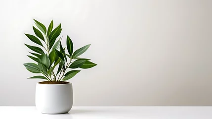 Foto op Canvas Green houseplant in a white pot on a white table against a white wall © TAMA KUN