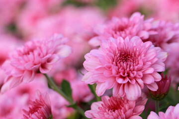 Abstract pink zinnia flower on white background. chrysanthemum flowers in the garden. picture for...