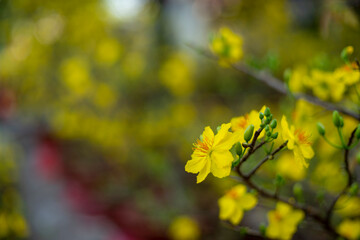 Ochna thomasiana,Single Ochna integerrima blossom,Yellow Ochna,Ochna integerrima was domesticated by Vietnamese immigrants from wild plants when they colonized the South of the country