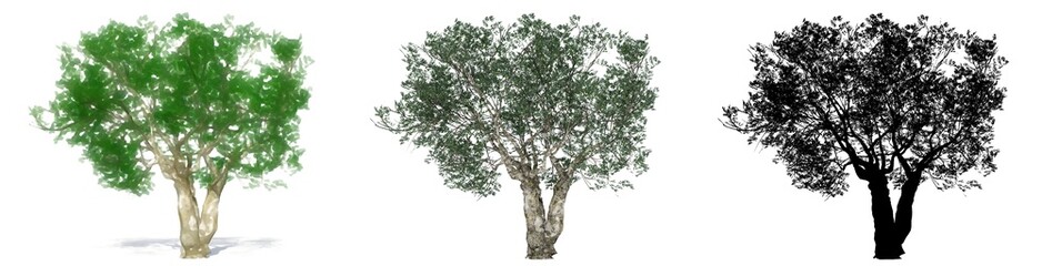 Fototapeta premium Set or collection of European Olive trees, painted, natural and as a black silhouette on white background. Concept or conceptual 3d illustration for nature, ecology and conservation, strength, beauty