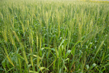 Fototapeta premium Green Wheat plantation agriculture harvest field of the winter morning