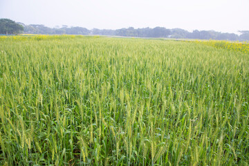 Green Wheat plantation agriculture harvest  field of the winter morning