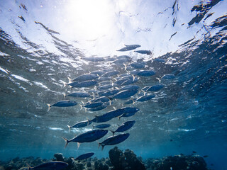 Underwater scene with a school of Indian mackerels in coral reef of the Red Sea
