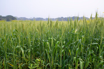 Close-up green Wheat  Spike grain in the field
