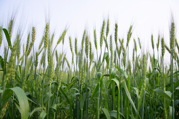 Close-up green Wheat  Spike grain in the field