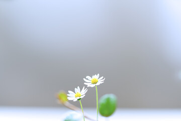 小さな白い花_1