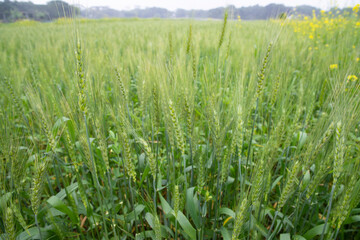 Close-up green Wheat  Spike grain in the field